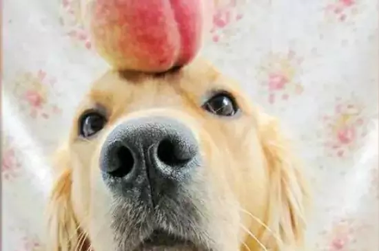 狗能吃桃子嗎？桃子中含有哪些對狗狗來說有益的物質？