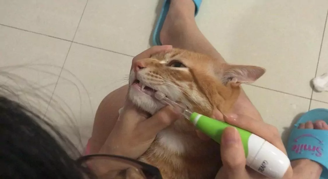 如何給貓刷牙？