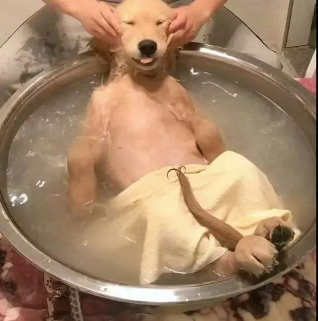 狗應該多久洗一次澡？為什么狗狗不能頻繁洗澡？