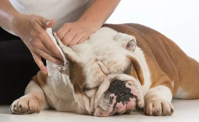 如何清潔狗耳朵？長期不給狗狗清潔耳朵，會引發不得了的問題