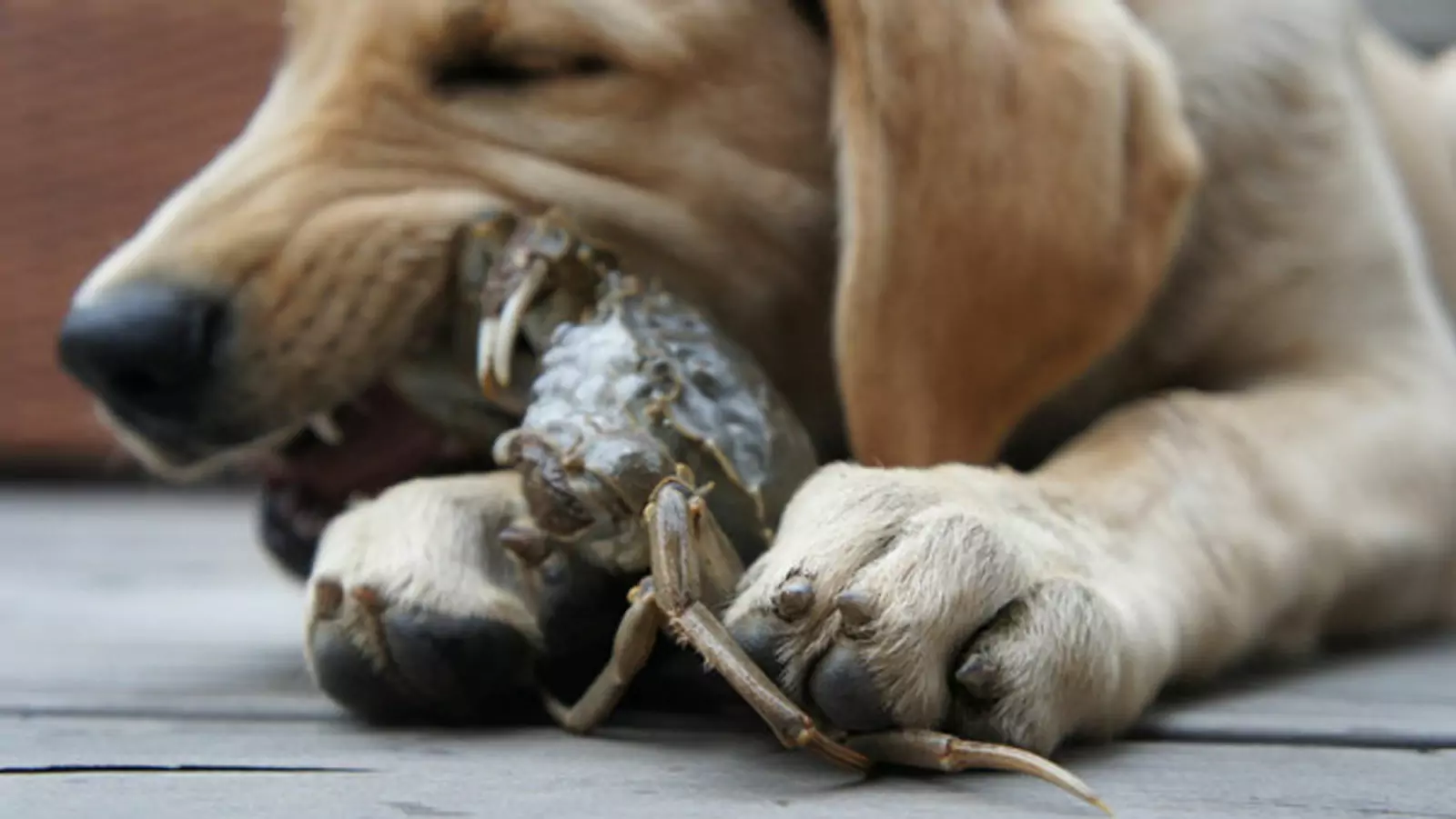狗能吃螃蟹嗎？狗狗吃螃蟹有什么危險嗎？