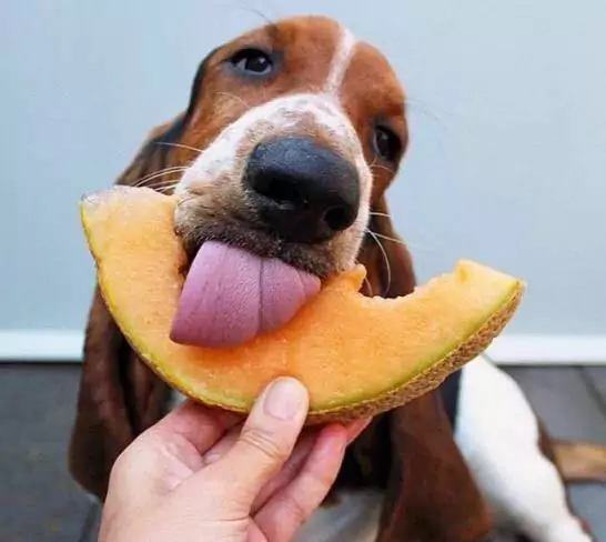 狗能吃哈密瓜嗎？哈密瓜對狗狗有哪些好處？