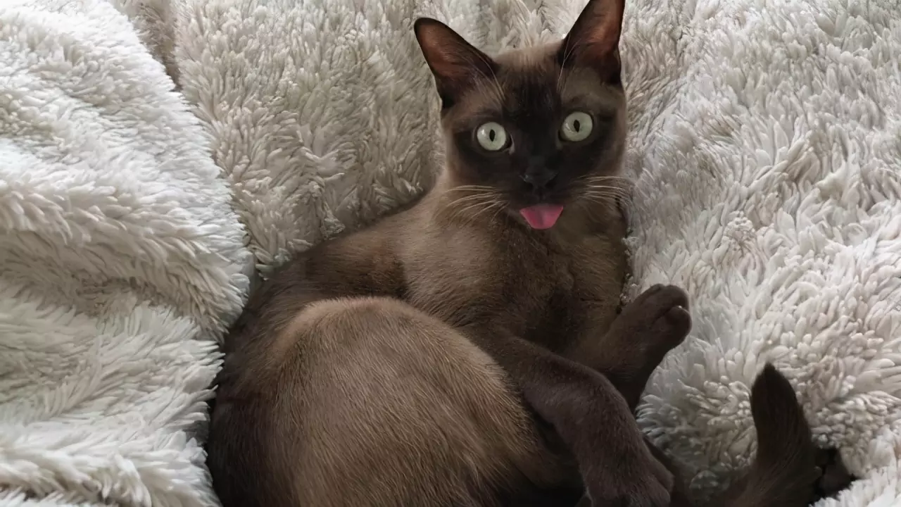 為什么貓伸出舌頭？
