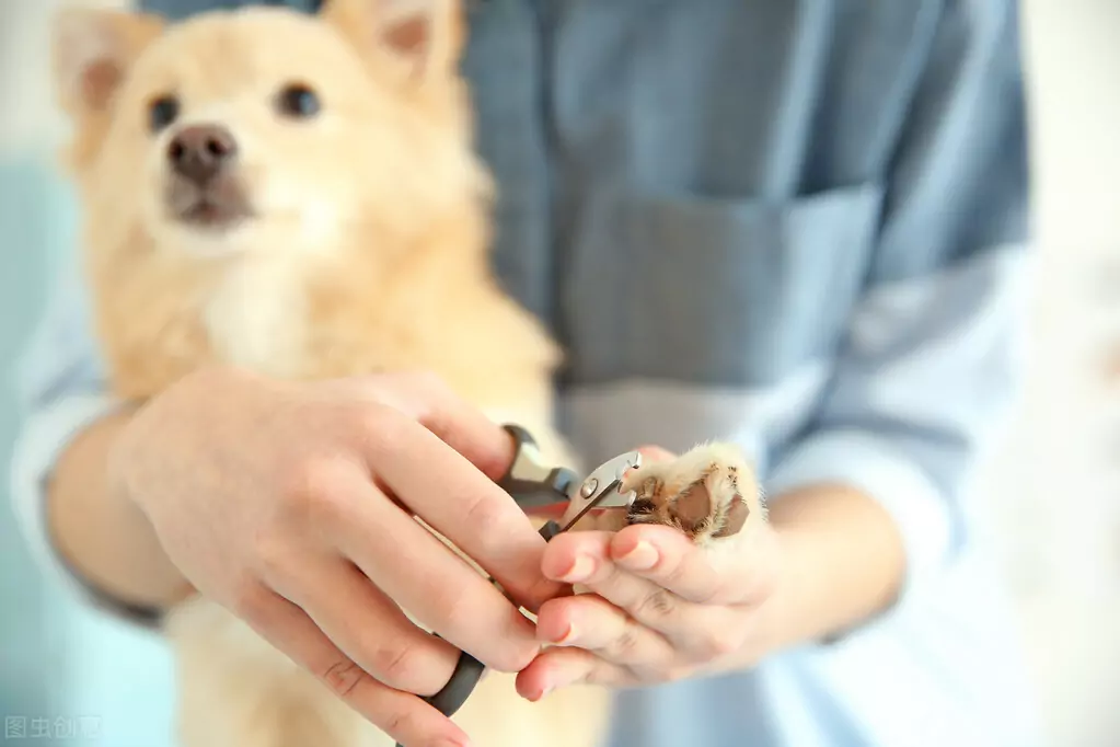 如何剪狗指甲？狗狗指甲過長會引起哪些危害？
