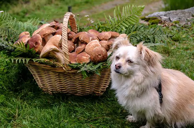蘑菇對狗有毒嗎?誤食蘑菇會產生哪些癥狀