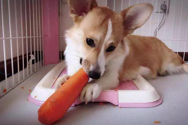 狗能吃生胡蘿卜嗎？
