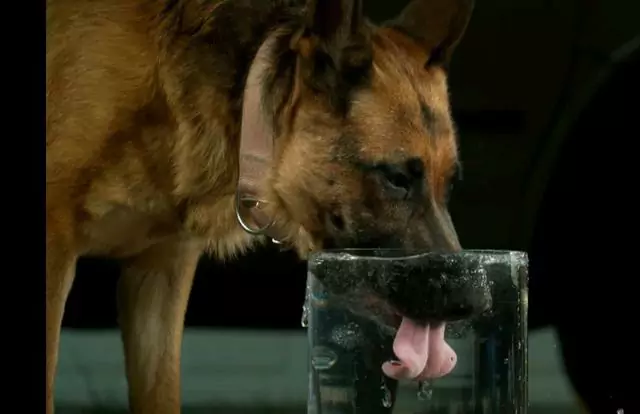 為什么我的狗喝那么多水？狗怎么樣算喝水太多？
