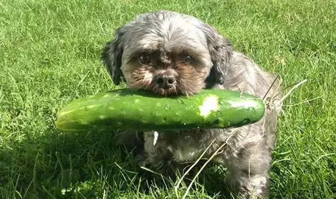 狗狗能吃黃瓜嗎？給狗狗吃黃瓜還有這么多講究