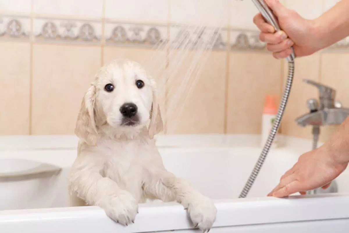 應該多久給狗洗澡一次？