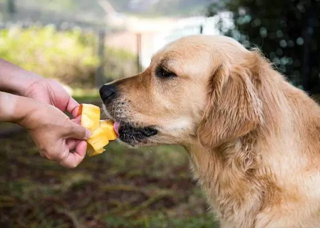 狗能吃芒果嗎？給狗狗吃芒果有什么好處？