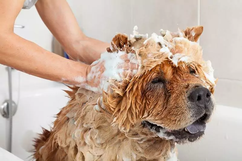 你應該多久洗一次狗？給狗狗洗澡有什么需要講究的呢？