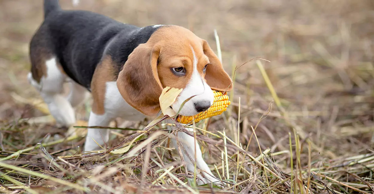 狗能吃玉米嗎？狗狗吃玉米的注意事項