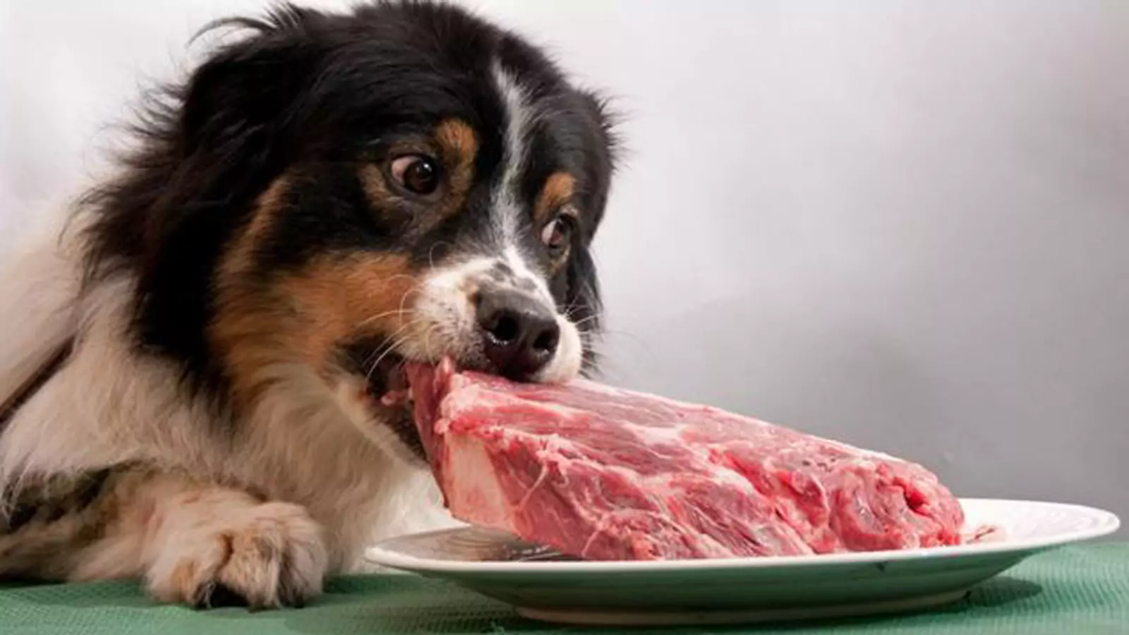 狗能吃生豬肉嗎？