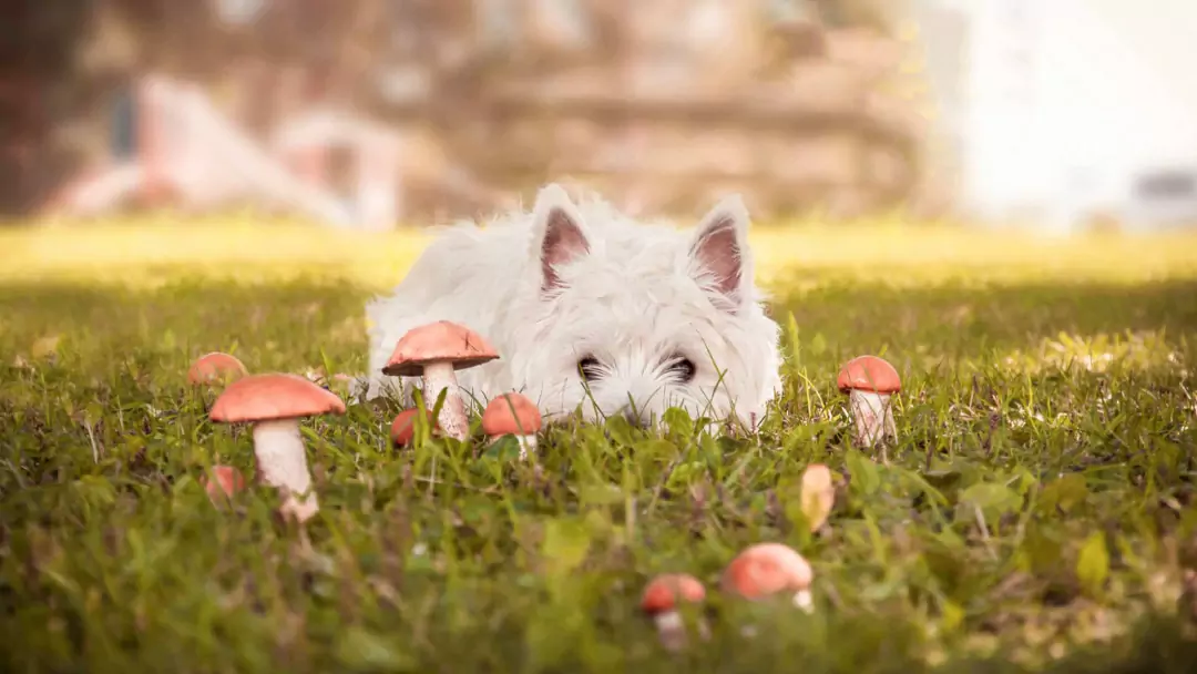 蘑菇對狗有害嗎？給狗狗喂蘑菇的注意事項