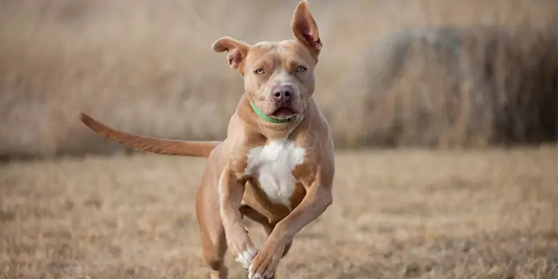 狗能跑多快？
