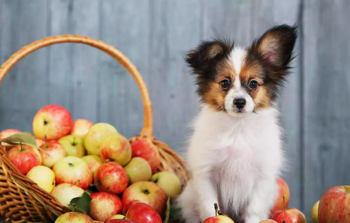 蘋果對狗有害嗎?給狗吃蘋果最安全的方法