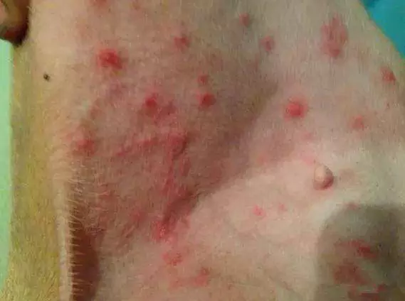 狗會得皰疹嗎？犬皰疹怎么進行傳染？