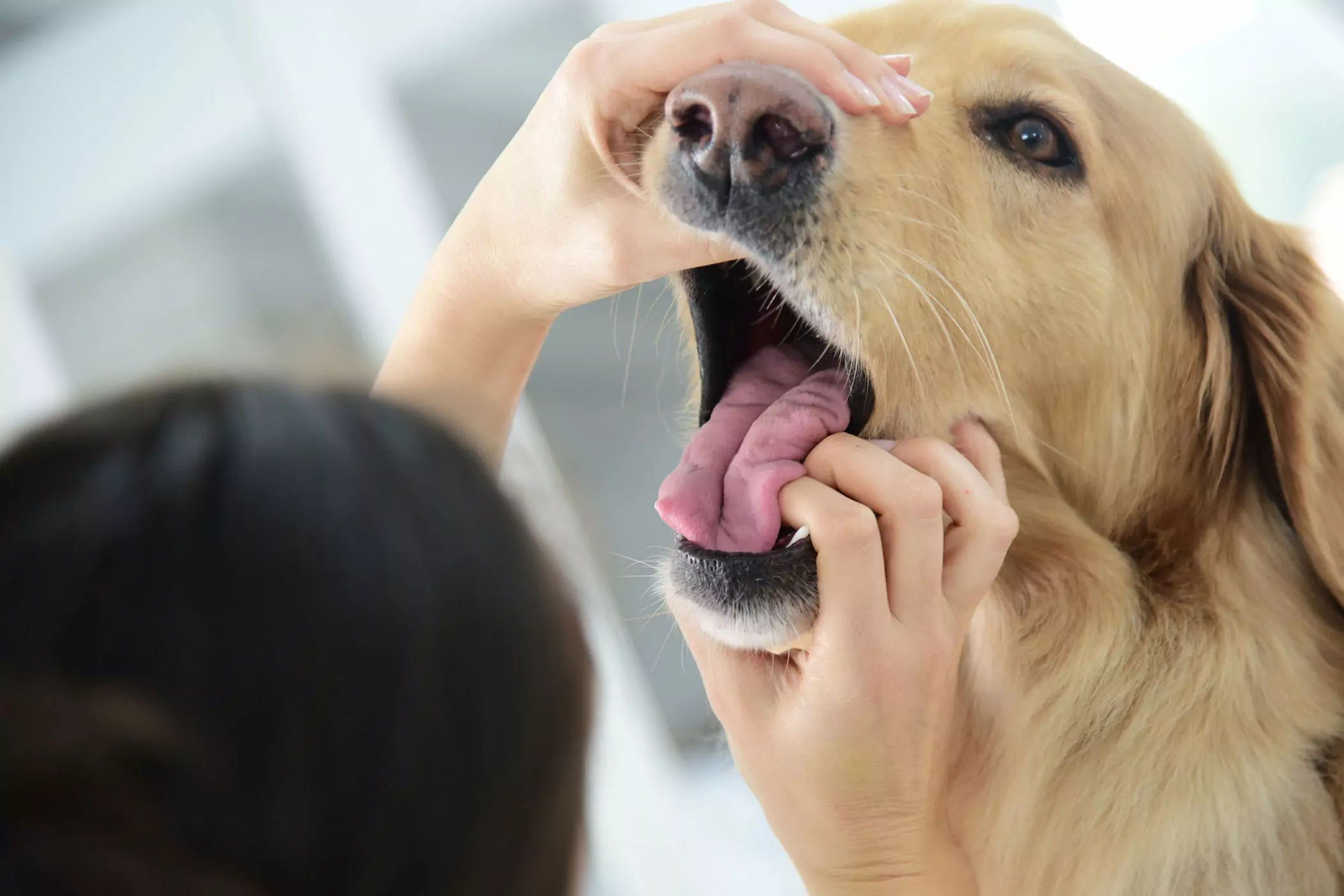狗的嘴比人的干凈嗎？狗狗的嘴巴要比人類干凈？這是偷換概念，兩者沒有可比性