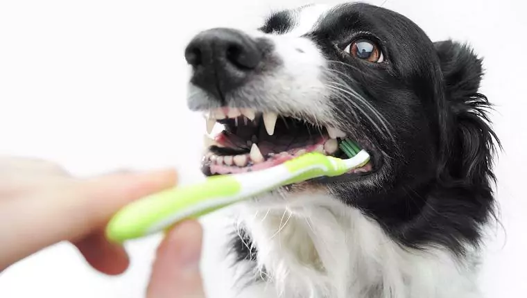 如何清潔狗牙?這7種方法可以幫你清潔它的牙齒