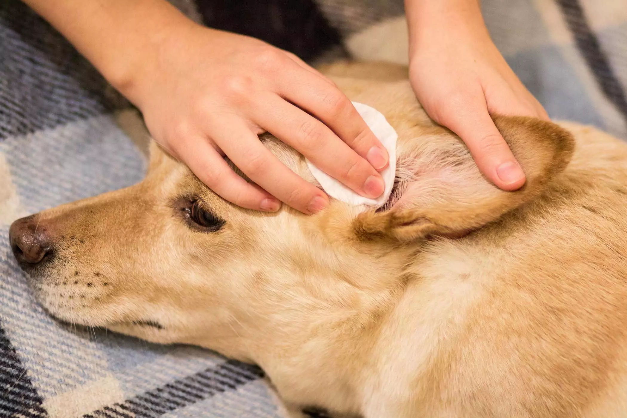 如何清潔狗耳朵？那么該如何正確清理狗狗的耳道呢？
