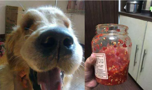 狗能吃辣椒嗎？狗吃辣椒的反應