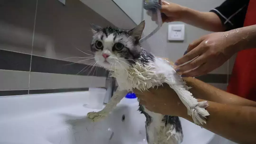 如何洗貓
