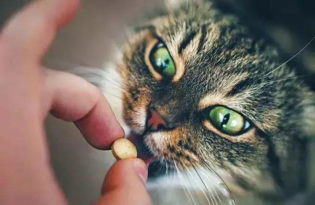 如何給貓吃藥？如何輕松地給貓咪吃藥