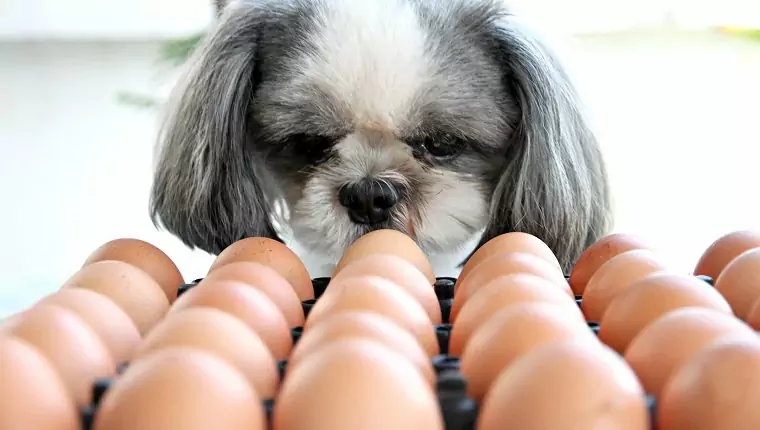 狗能吃雞蛋嗎？狗能吃雞蛋白嗎？狗狗吃雞蛋的好處有哪些？