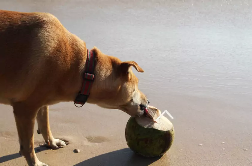 狗能喝椰子水嗎？