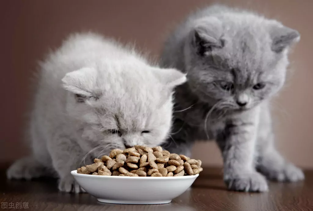 為什么我的貓會吐出未消化的食物？貓咪嘔吐的原因