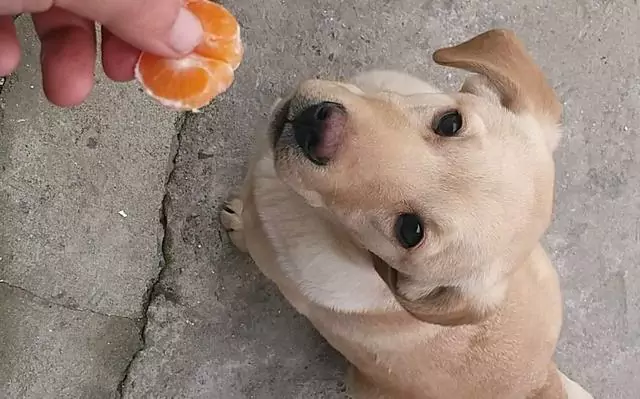 狗能吃橘子嗎？狗狗吃橙的好處有哪些？