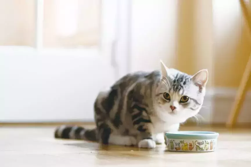 給貓喂多少濕食物？如何選擇優質的濕貓糧？
