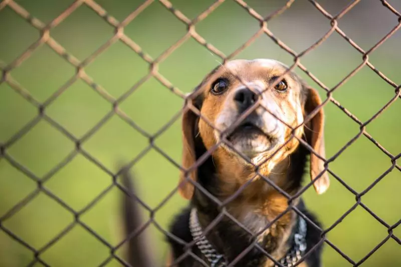 如何防止狗在柵欄下挖掘？