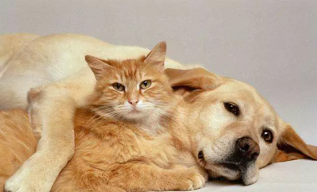 為什么狗比貓好?養狗狗比養貓咪好的10個理由