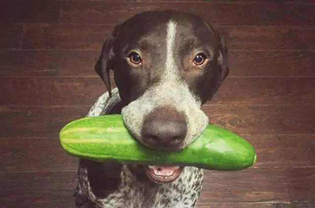 狗可以吃黃瓜嗎？狗狗吃黃瓜的好處和壞處？