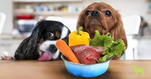 狗可以吃什么蔬菜？狗狗為什么要吃蔬菜？