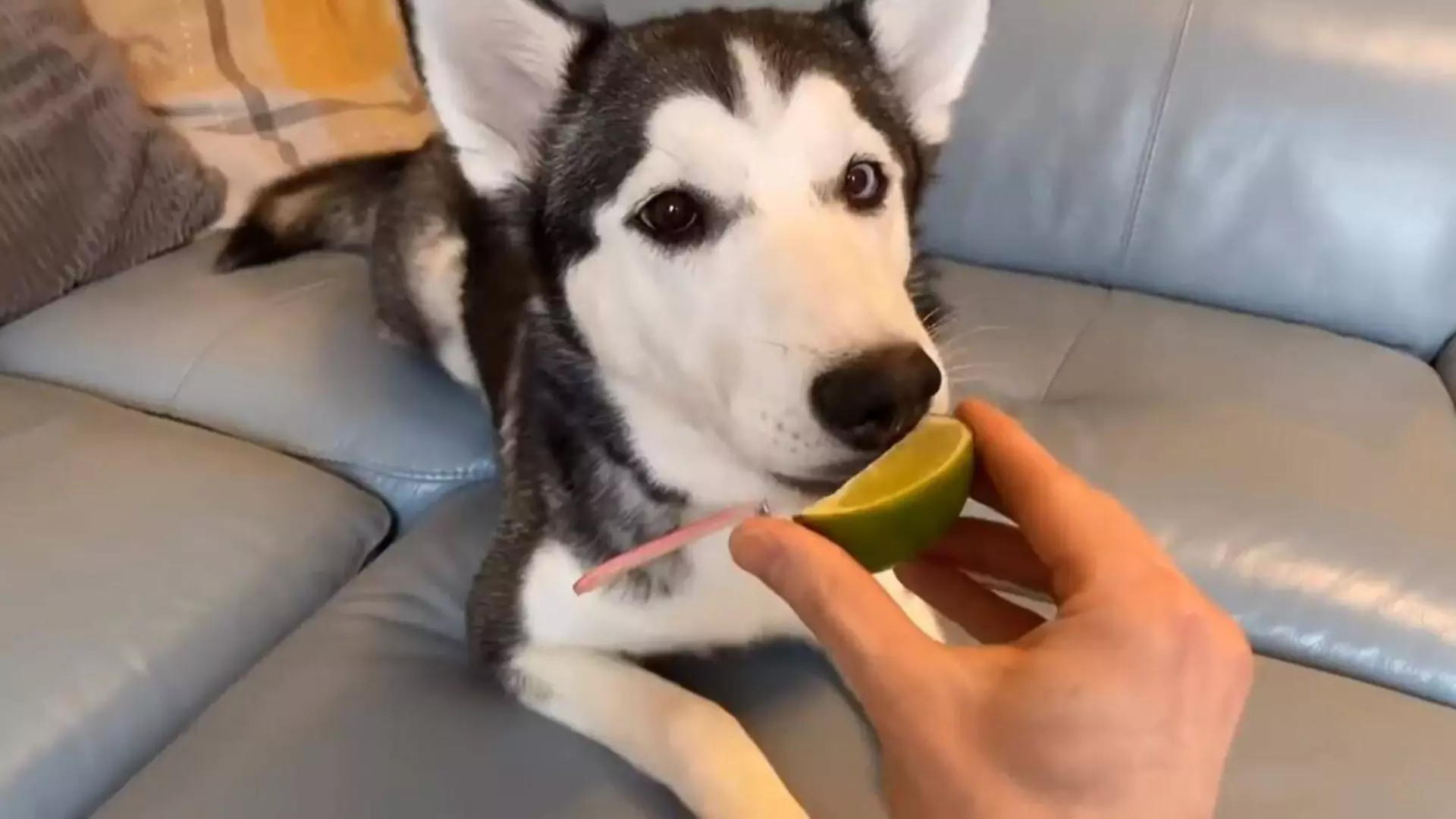 狗能吃檸檬嗎?狗狗不宜多吃的水果