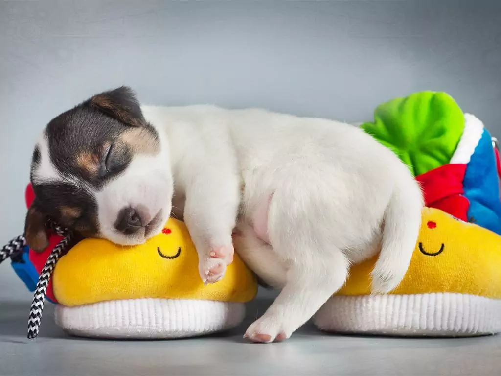 為什么狗仰臥著睡覺？仰臥睡覺的好處壞處