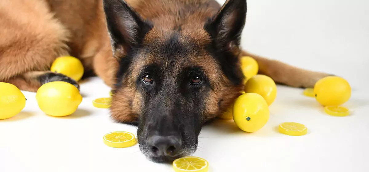 狗能吃檸檬嗎？狗狗不能吃檸檬