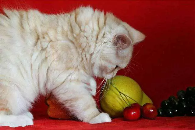 貓能吃葡萄嗎？為什么貓不能吃葡萄？