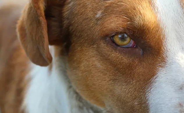 為什么我的狗的眼睛是紅色的？