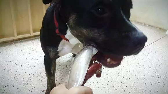 狗能吃金槍魚嗎？狗狗吃金槍魚罐頭時的風險