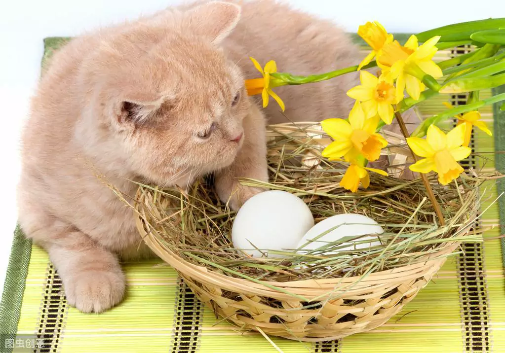 貓能生蛋嗎?貓咪可不可以吃生雞蛋