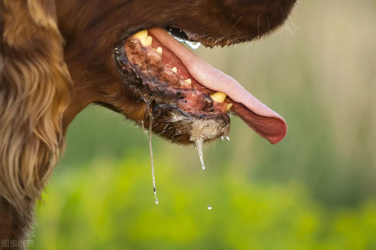為什么狗會流口水？