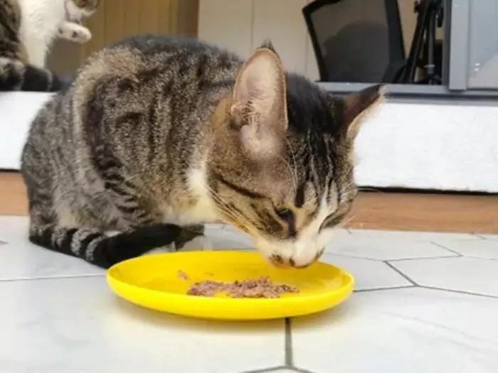貓能吃豬肉嗎？寵物貓到底適不適合喂食豬肉呢？