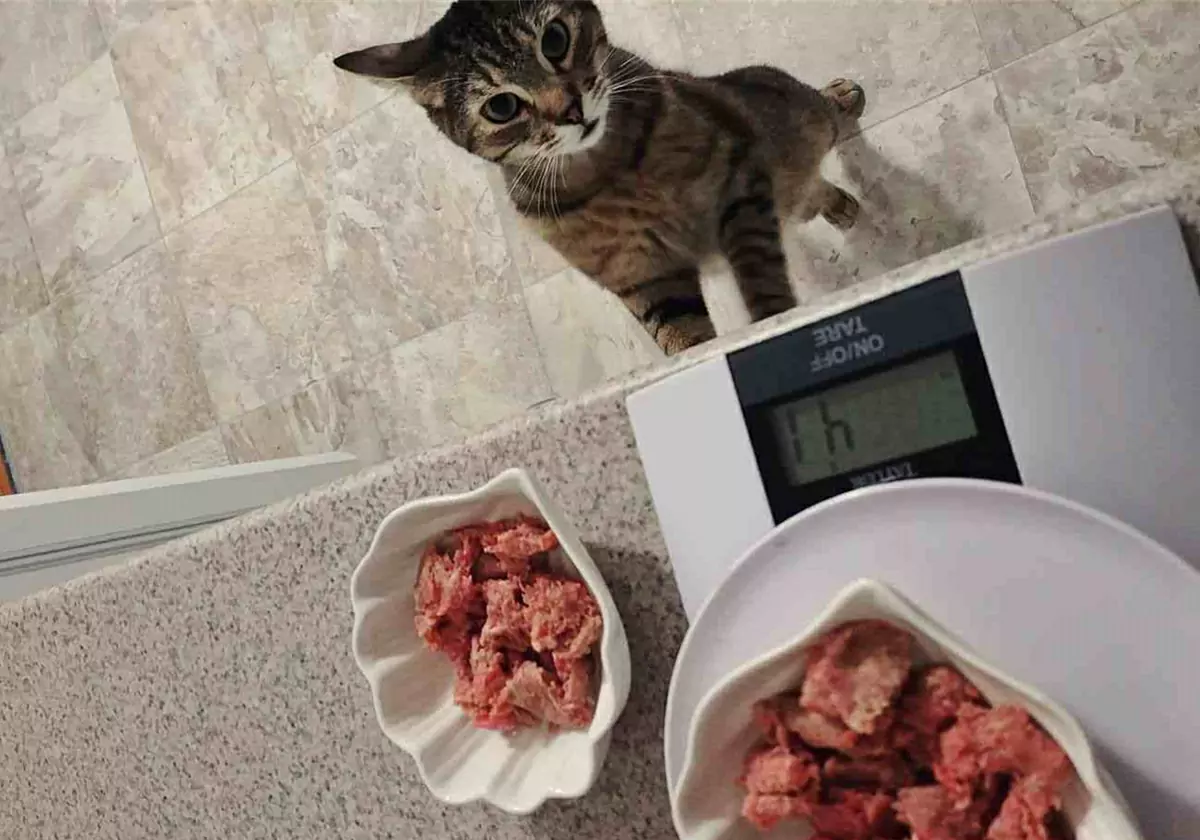 貓能吃生肉嗎