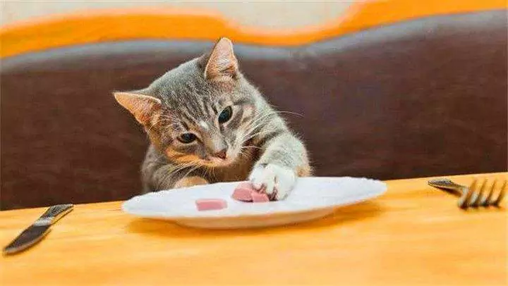 幼貓可以吃什么？成年貓日常喂養指南