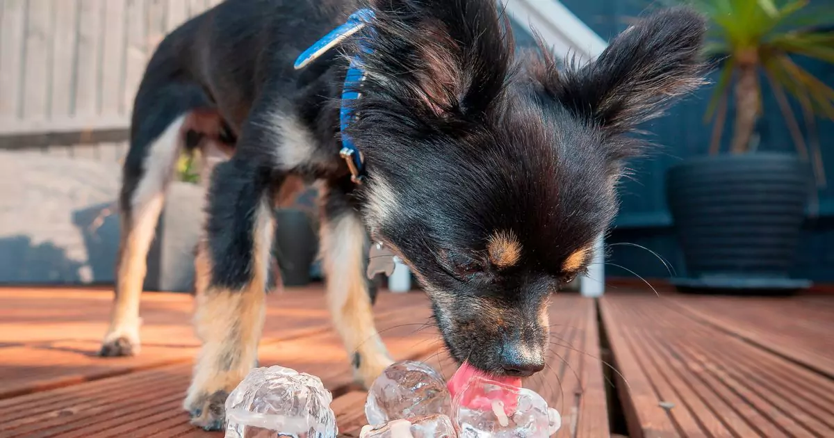 狗能吃冰嗎？狗狗喜歡吃冰塊嗎？
