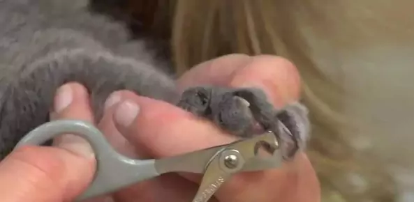 如何修剪貓指甲？貓咪的后爪都有什么功能