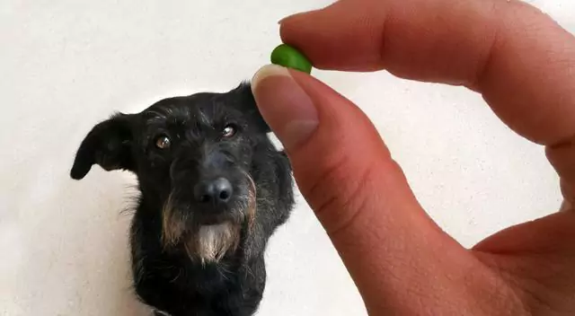 狗能吃青豆嗎？給狗吃青豆時的注意點